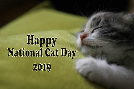Happy National Cat Day. Happy National Cat Day 2019 in USA, Happy National Cat Day 2019. Happy National Cat Day Canada
