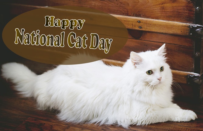 National Cat day wishes, quotes, poem, Image, Picture, message, SMS, slogans & HD wallpaper