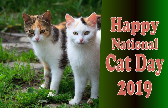 Happy National Cat Day 2019 - Wishes, Quotes, Message, Picture.