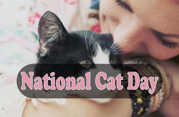 National Cat day wishes, quotes, poem, Image, Picture, message, SMS, slogans & HD wallpaper