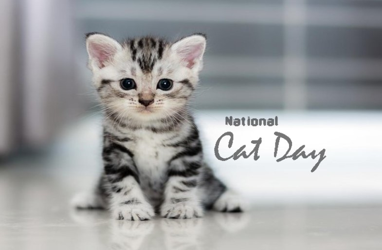 Cat day, Cat day 2021, Cat day wishes, Happy cat day