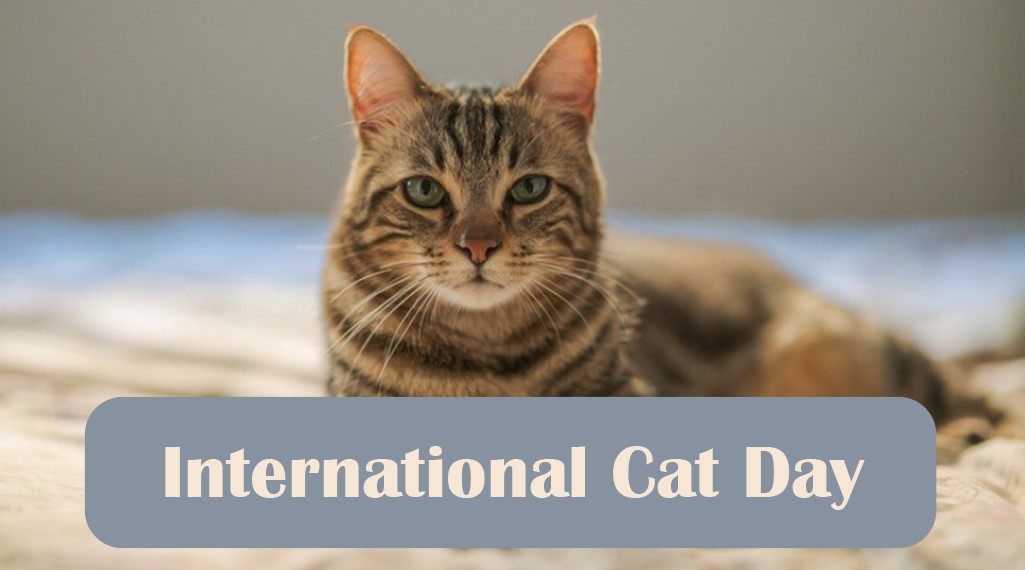 Cat Day 2021 Wishes, Message, Status, Sayings, Quotes, Text, Images